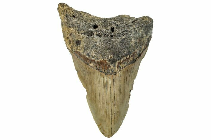 Serrated, Fossil Megalodon Tooth - North Carolina #295093